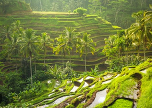Tegalalang rice terrace