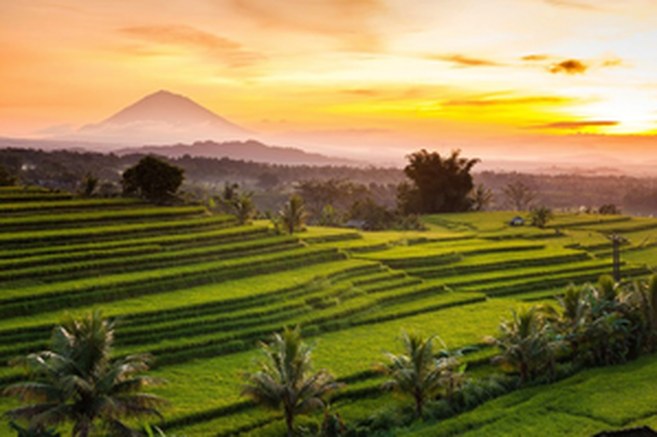 Jatiluwih rice terraces panorama