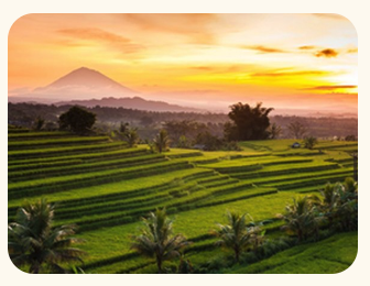 Jatiluwih rice terraces at sunset