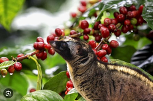 Coffee cherries at a Balinese plantation