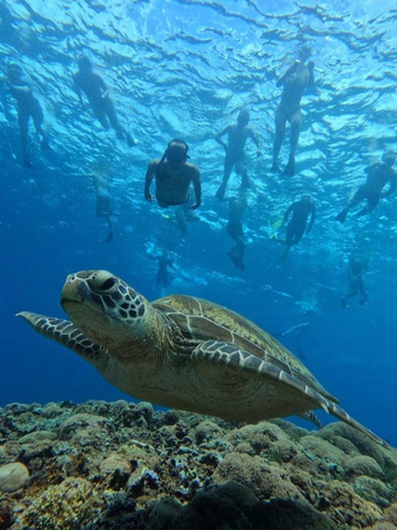 Sea turtle while snorkeling near Nusa Penida